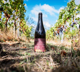 Vinifera - Barrel Aged Mixed Fermented Pinot Noir Sour 7.5% - 750ml